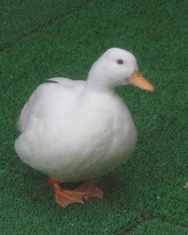 1羽のアヒル 1羽のアヒル アヒル,鳥,鳥類の写真素材