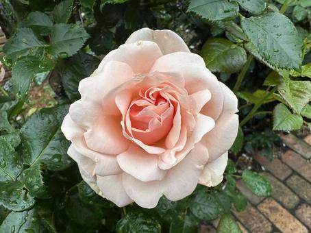 淡いピンクの薔薇一輪 淡いピンクの薔薇一輪 薔薇,ばら,バラの写真素材