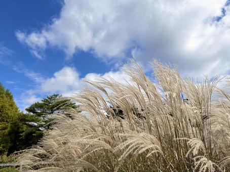 青い空とススキ 青い空とススキ ススキ,秋,秋の景色の写真素材