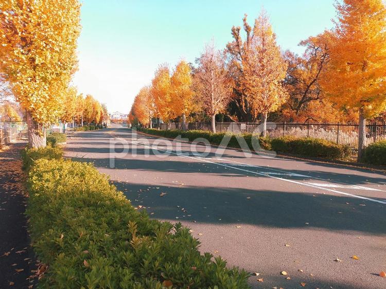 紅葉したイチョウ並木 落葉,枯葉,枯れ葉の写真素材