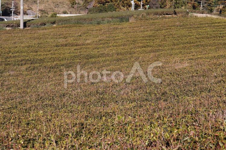 刈られた茶畑 農業（商業企業）,茶畑,風景の写真素材