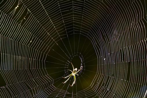 Orb spider and its web, JPG