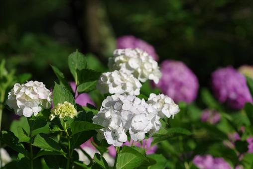 季節の花557 季節の花557の写真
