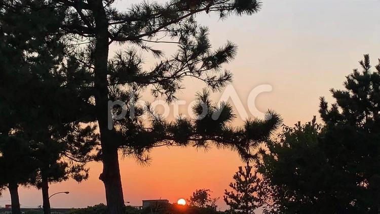 松の木から見た夕焼け　夕日 夕焼け,夕食,夕方の写真素材