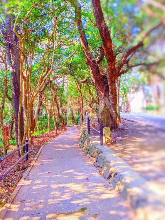 木漏れ日の道 風景,自然,植物の写真素材