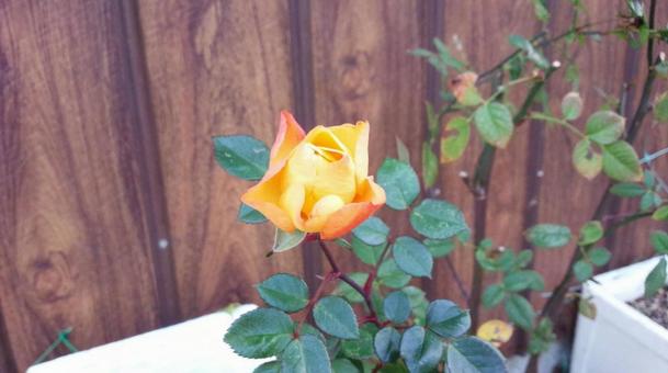 薔薇 薔薇の写真