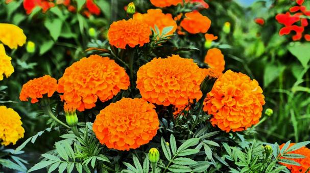 センジュギク センジュギク 花,夏の花,花壇の写真素材