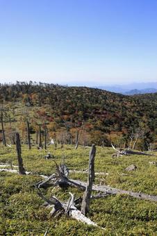 大台ヶ原　立ち枯れの木　秋 大台ヶ原,秋,紅葉の写真素材