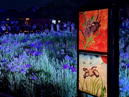 夜の堀切菖蒲園　ライトアップされる花菖蒲 堀切菖蒲園,5月,菖蒲の写真素材