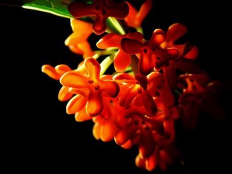 暗闇に鮮やかに咲く金木犀の花 暗闇に鮮やかに咲く金木犀の花の写真