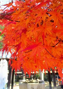 境内の紅葉 紅葉,秋,もみじの写真素材