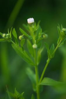 Small white flowers in spring, JPG