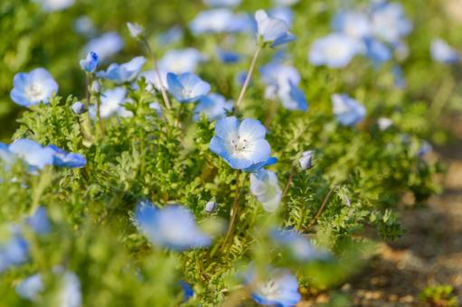 Nemophila blooming in spring, JPG Nemophila blooming in spring, JPG