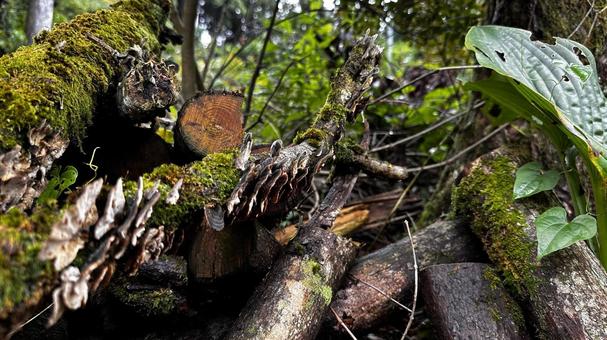自然茸 自然,緑,植物の写真素材
