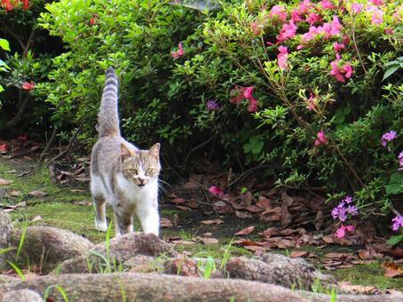 日本の猫 日本の猫の写真