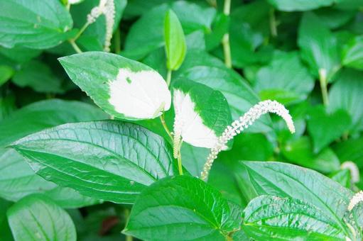Photo, hange show, green, white, 