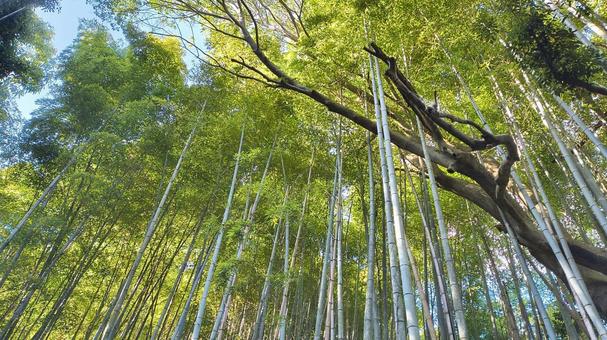 竹やぶ 竹,自然,風景の写真素材