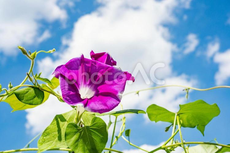 夏の空と朝顔 アサガオ,あさがお,朝顔の写真素材