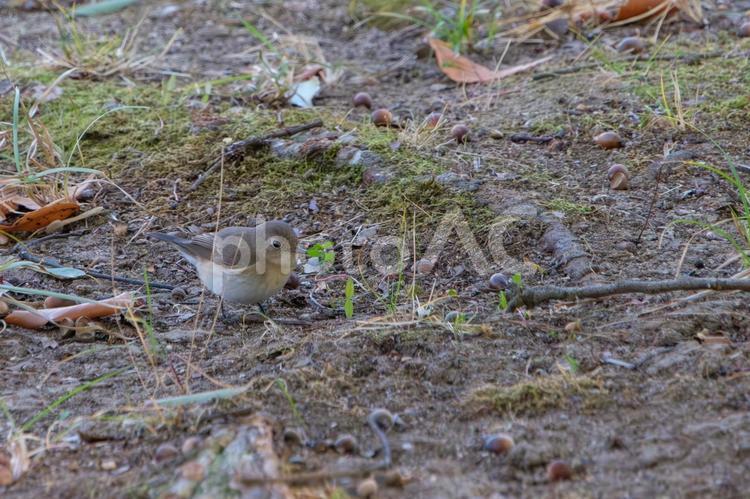 落ち葉の中の小さな野鳥 野鳥,小鳥,地面の写真素材