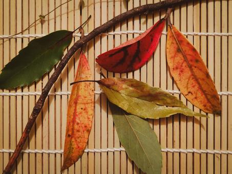 秋の落ち葉のイメージ 秋の落ち葉のイメージ 落ち葉,秋のイメージ,紅葉の写真素材