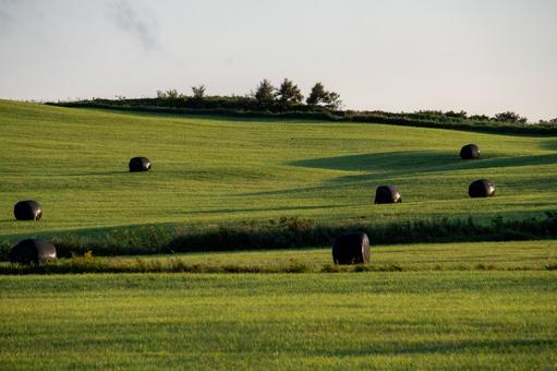 牧草地に並ぶ黒い牧草ロールの風景 牧草地に並ぶ黒い牧草ロールの風景 牧草地,草原,放牧地の写真素材