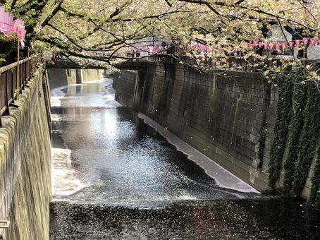 目黒川の桜 目黒川の桜の写真