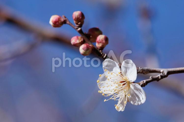 春を告げる白い梅の花 梅,梅の花,白梅の写真素材
