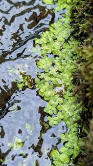 コウキクサ コウキクサ コウキクサ,ウキクサ,植物の写真素材