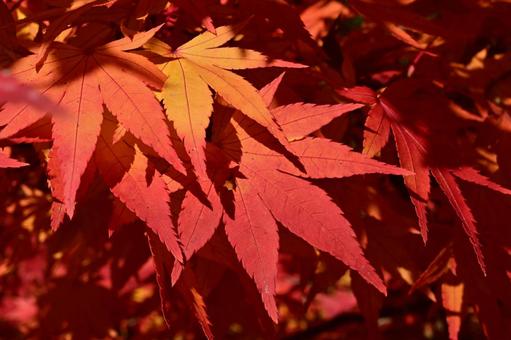 綺麗なもみじ 秋,絶景,グラデーションの写真素材