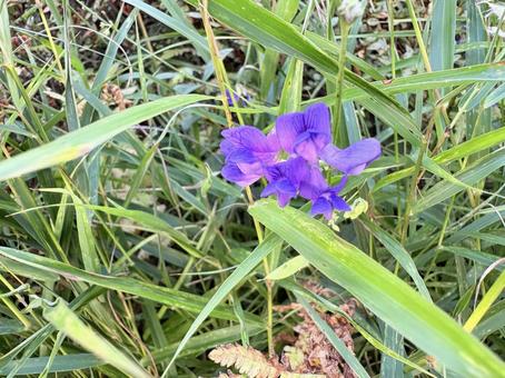 ナンテンハギの紫の花 02 南天萩,ナンテンハギ,小豆菜の写真素材