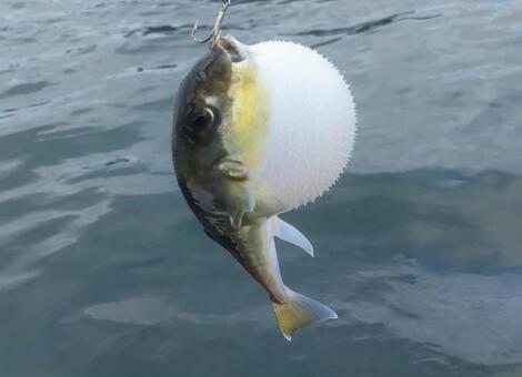 サバフグ 海,生き物,釣りの写真素材