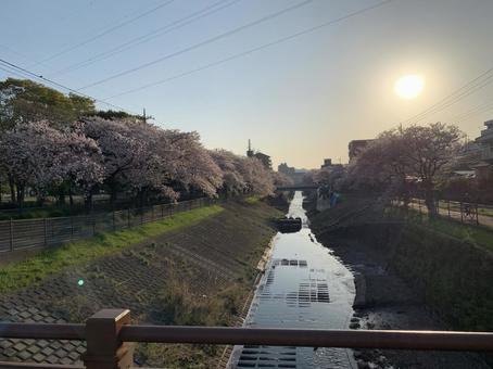 桜並木 桜並木の写真