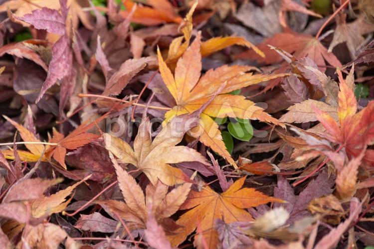 冬の公園の落葉 落葉,紅葉,もみじの写真素材