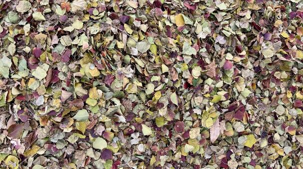 地面に敷き詰められたカラフルな落ち葉﻿ 落ち葉,枯れ葉,落葉の写真素材
