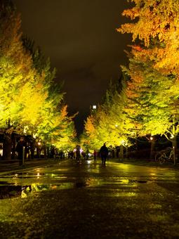 黄色に色づく中島公園 中島公園,紅葉,札幌市の写真素材