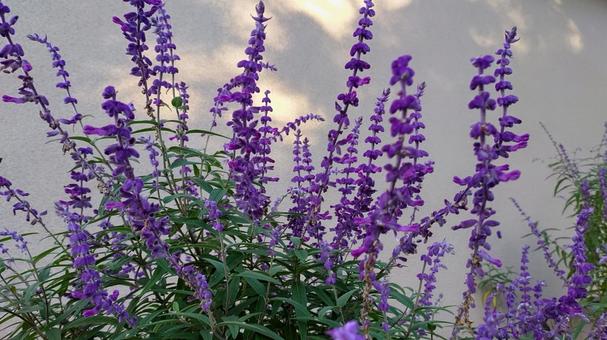 香りに惹かれて撮った紫の花、名前は不明 香りに惹かれて撮った紫の花、名前は不明の写真