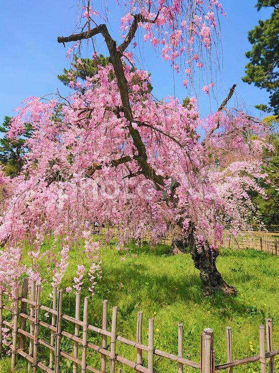 草むらとしだれ桜 枝垂桜,しだれ桜,桜の写真素材