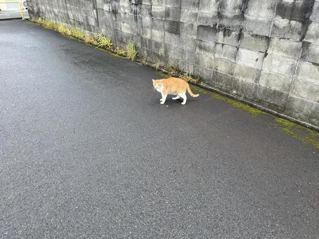 駐車場の猫 駐車場の猫 猫,野良猫,駐車場の写真素材
