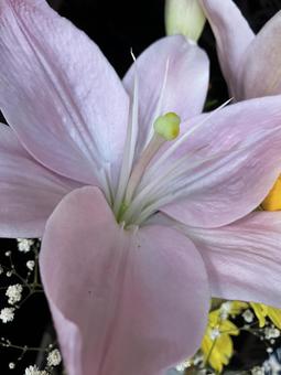 百合の花 百合の花の写真