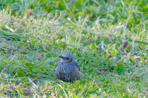 草むらでくつろぐヒヨドリ 草むらでくつろぐヒヨドリの写真
