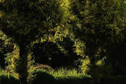 公園の奥への入り口 公園,草,木の写真素材