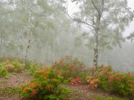 霧の白樺林とレンゲツツジ 霧の白樺林とレンゲツツジ 白樺林,レンゲツツジ,林の写真素材