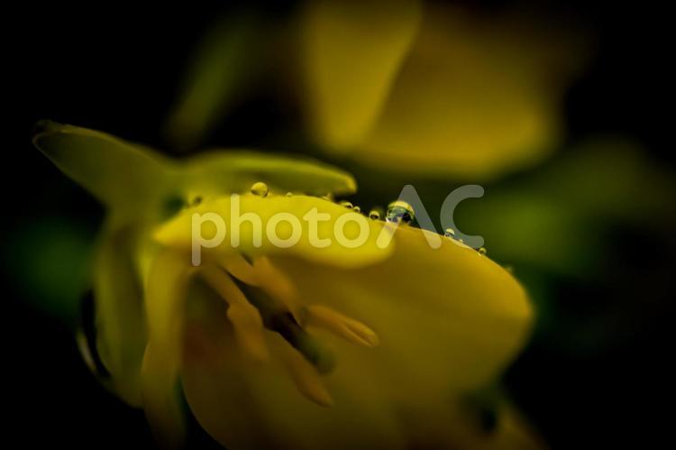 ＜五島の自然＞雨上がりの濡れた菜の花 風景,花,菜の花の写真素材