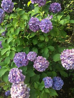 紫陽花 紫陽花の写真