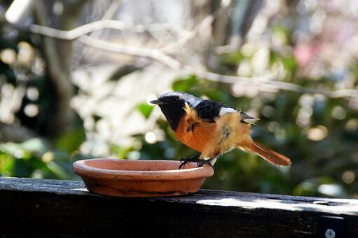 強い風に吹かれるジョウビタキ・冬の野鳥 ジョウビタキ,野鳥,冬の写真素材