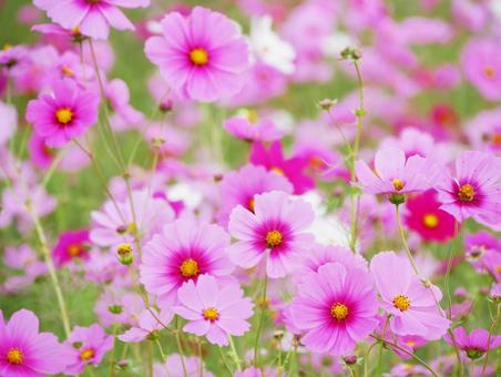 Lots of pink cosmos (a typical autumn sight), JPG