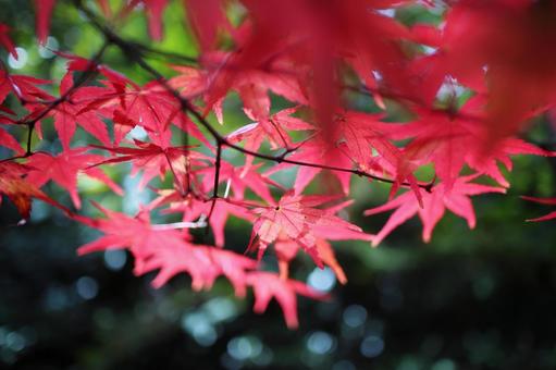 真っ赤な紅葉 真っ赤な紅葉 紅葉,秋,もみじの写真素材