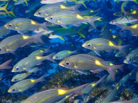 小笠原のノコギリダイ 小笠原のノコギリダイ ノコギリダイ,小笠原,海の写真素材