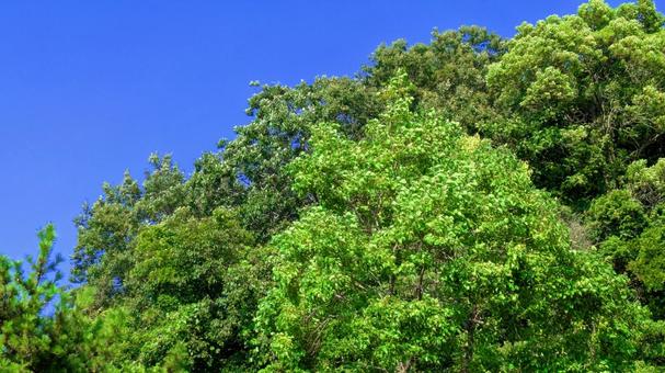 青空と緑の木々-32 空,木,風景の写真素材