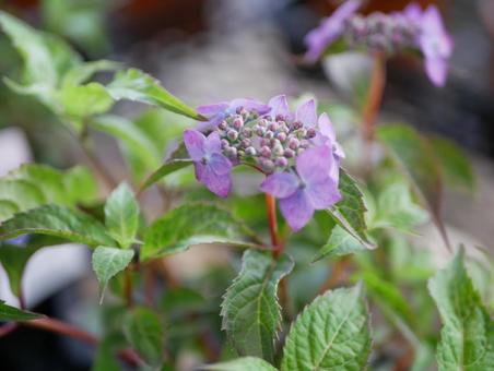 ヤマアジサイ ヤマアジサイ 紫陽花,きれい,花の写真素材